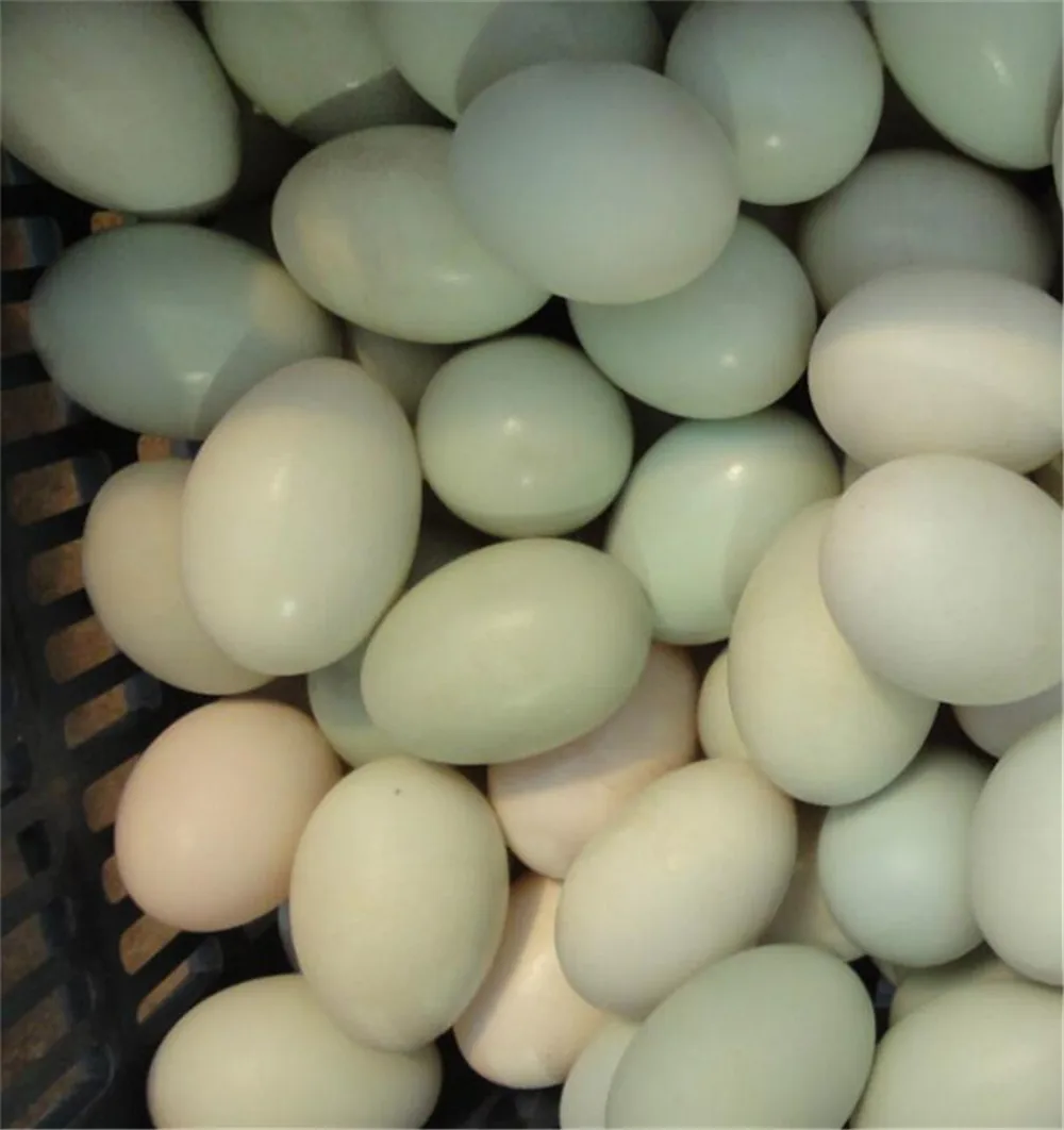 egg washer02