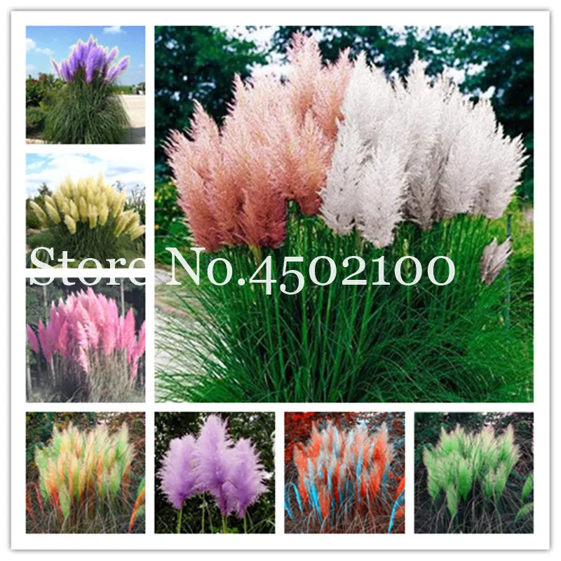 

200 Pcs Rainbow Pampas Grass Bonsai Cortaderia Selloana Flower Aquatic Plants Decoration Home Garden Flower For Kids Gift