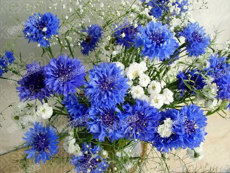 

5D DIY Diamond mosaic diamond embroidery White and blue flowers embroidered Cross Stitch Home decoration Gift