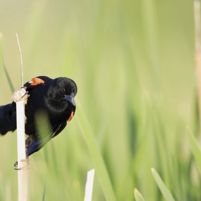 Bird Perched On Twig Poster Print (34 x 22)