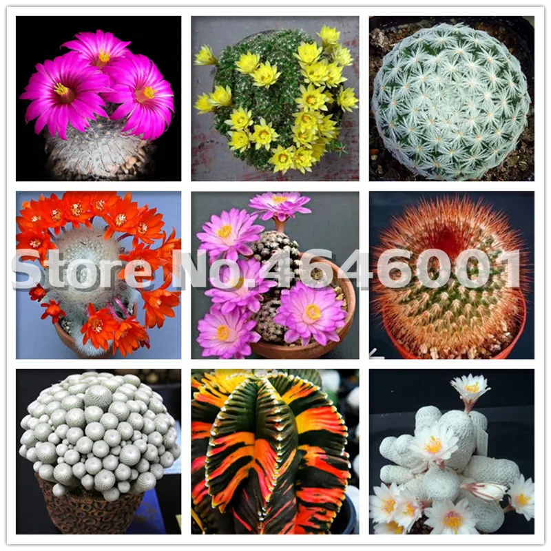 

Rare 200 Pcs Cactus Bonsai Rebutia Variety Flowering Color Cacti Rare Cactus Office Mini Succulent Bonsai Cheap China Bonsai