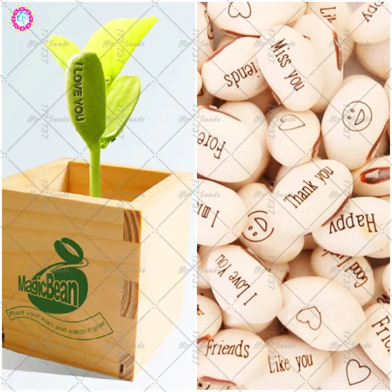 

Mini Magic 5pcs / Bag White Bean plant Gift Plant Growth Message Word Love Office Home Gardening Decoration Random Sending