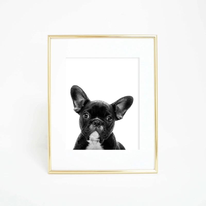 French Bulldog Canvas Print