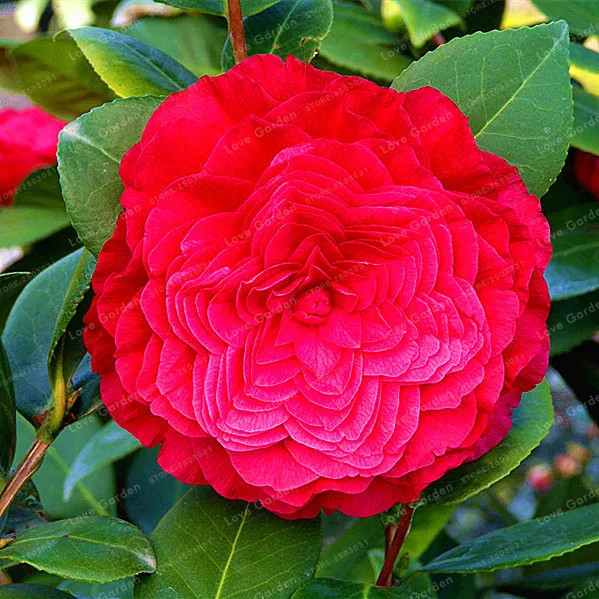 Camellia Bonsai100% реальный общий Camellia бонсай горшечные цветы бонсай растения 24 цвета 2 частицы/упаковка - Цвет: 14