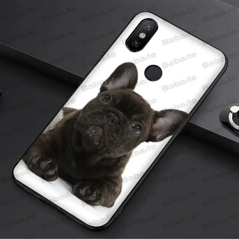 french bulldog dog