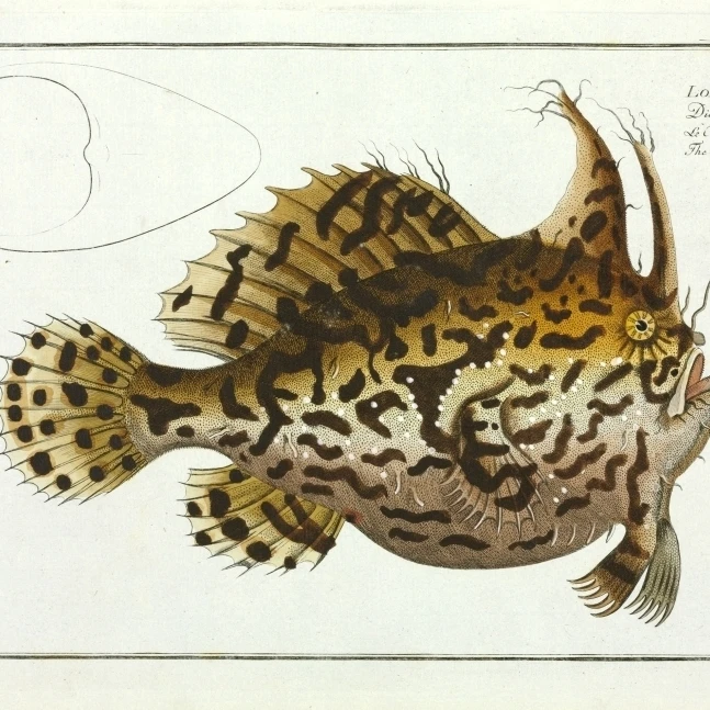Lophius Histrio Or The American Toad-Fish Poster Print By Mary Evans Natural History Museum (36 X 24)