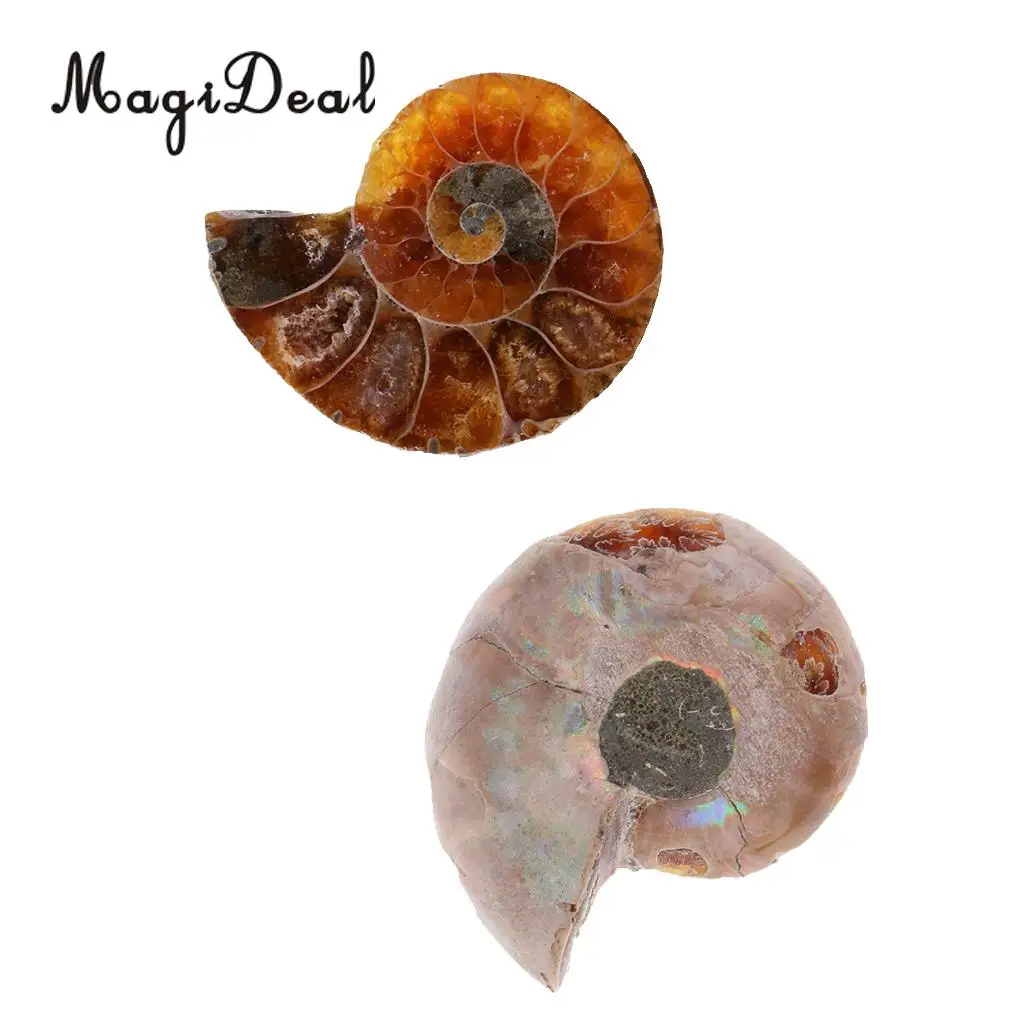 MagiDeal 2pcs Natural Ammonite Shell Gemstone for Pendant Necklace Jewelry Making