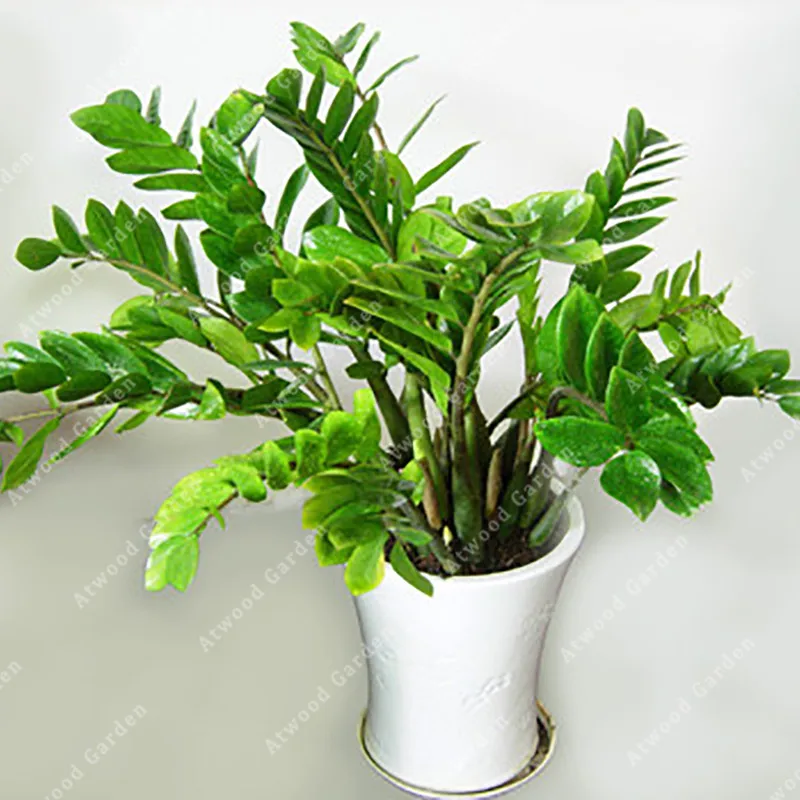 

2pcs Tropical Steppe Climate Zone Zamioculcas Zamiifolia Bonsai Plants for Rooms Natural Tree Purifying Air Lucky treasure