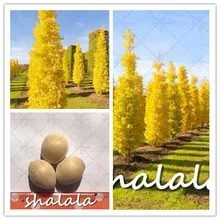3pcs Large Gold Ginkgo Biloba bonsai Tree plant Beautiful Foliage Plants Perennial Unique Species Of MaidenhairTree bonsai plant 3pcs Large Gold Ginkgo Biloba bonsai Tree plant Beautiful Foliage Plants Perennial Unique Species Of MaidenhairTree bonsai plant
