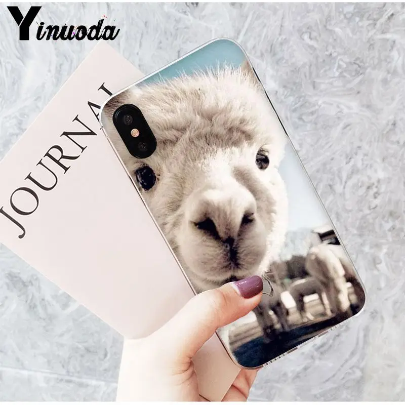 Lama Alpacas Animal