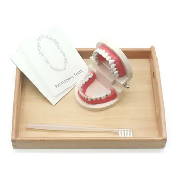 

Montessori Practical Life Material Brush the Teeth Set with Wooden Tray Educational Juguetes Montessori Material MB2764H