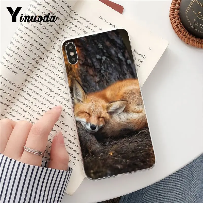 fox is sleeping