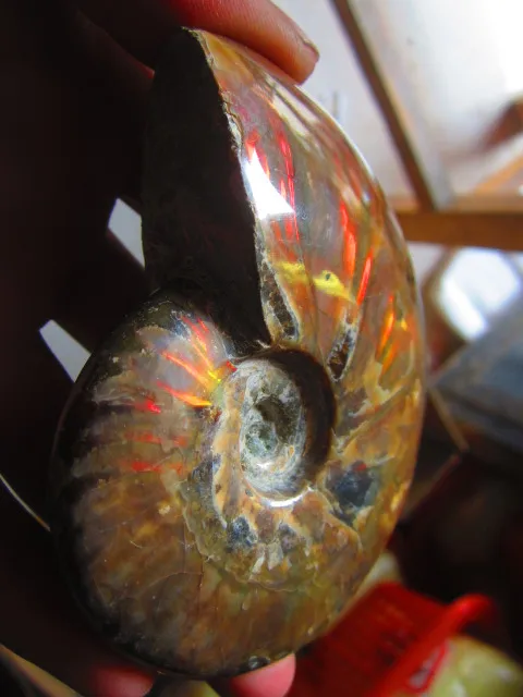 Cheap 244g(0.53 lb) Iridescent Ammonite Ammolite Specimen Fossil Madagascar BFB370