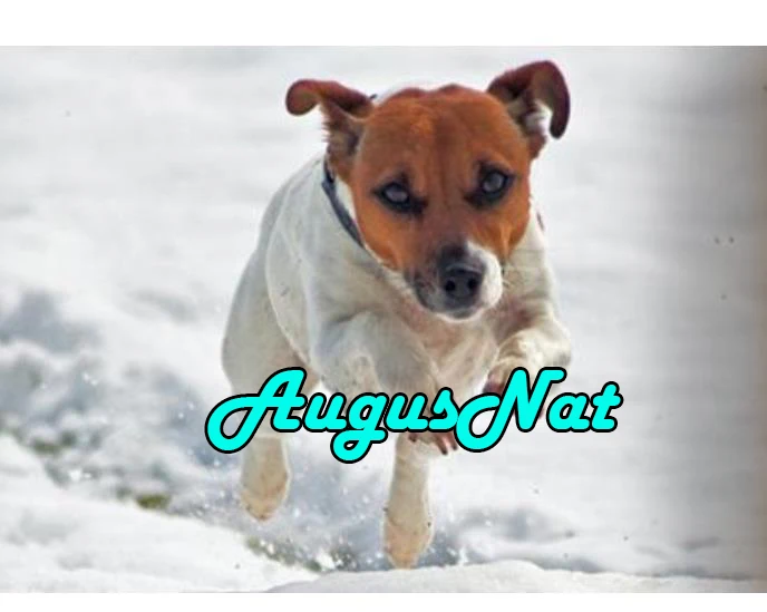 Jack russelln Алмазная картина полная круглая собака daimont вышивка мозаика наклейки