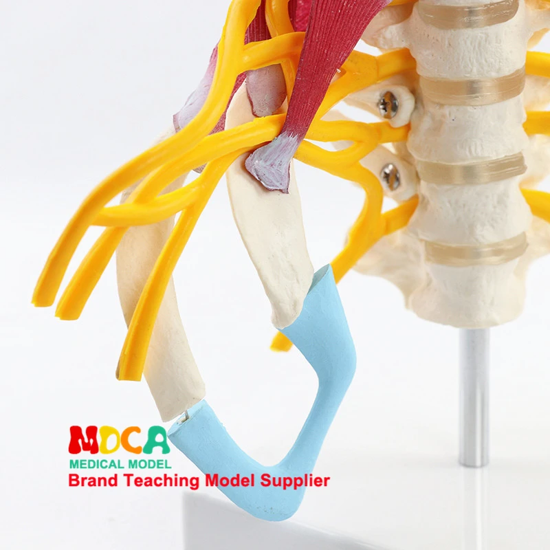 MYZ004 (7)