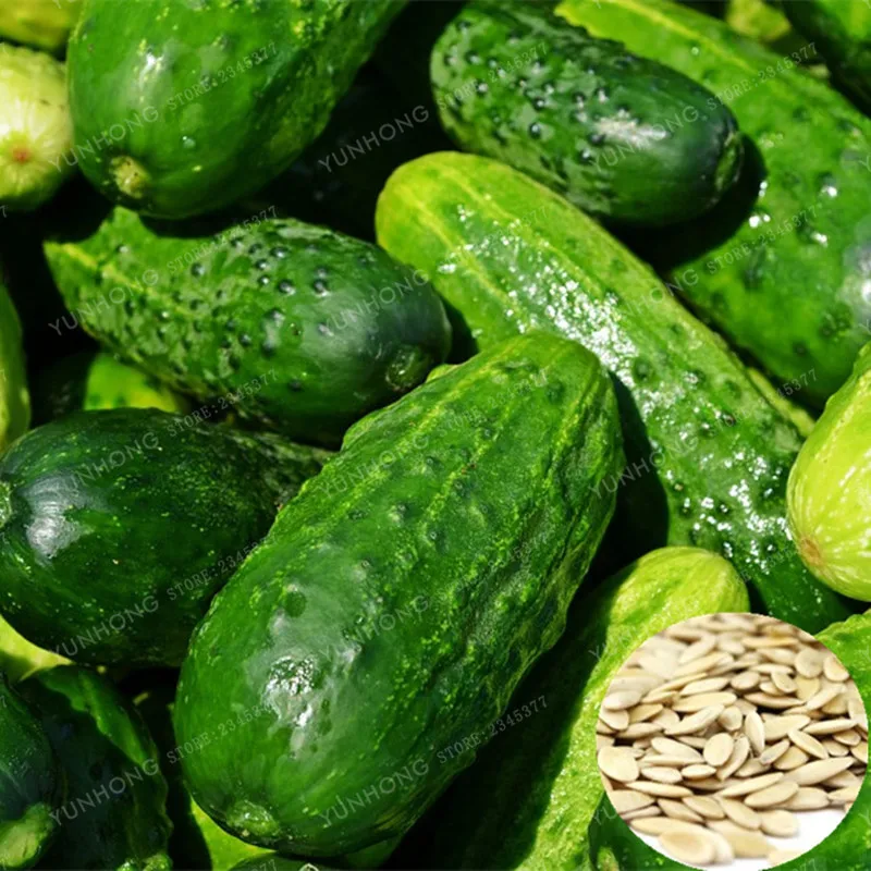 20PCS Cucumber Seeds Japanese Mini Cucumber Fruit and Vegetable Seeds