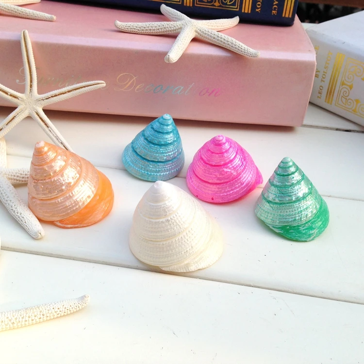 

Colorful hermit crab shells craft Natural conchas shells couples gift nautical home decor