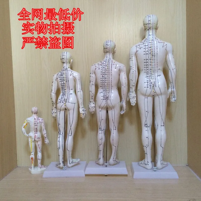 Меридиан английская модель человека Акупунктура точка модель человеческого тела 50 см мужской или женский