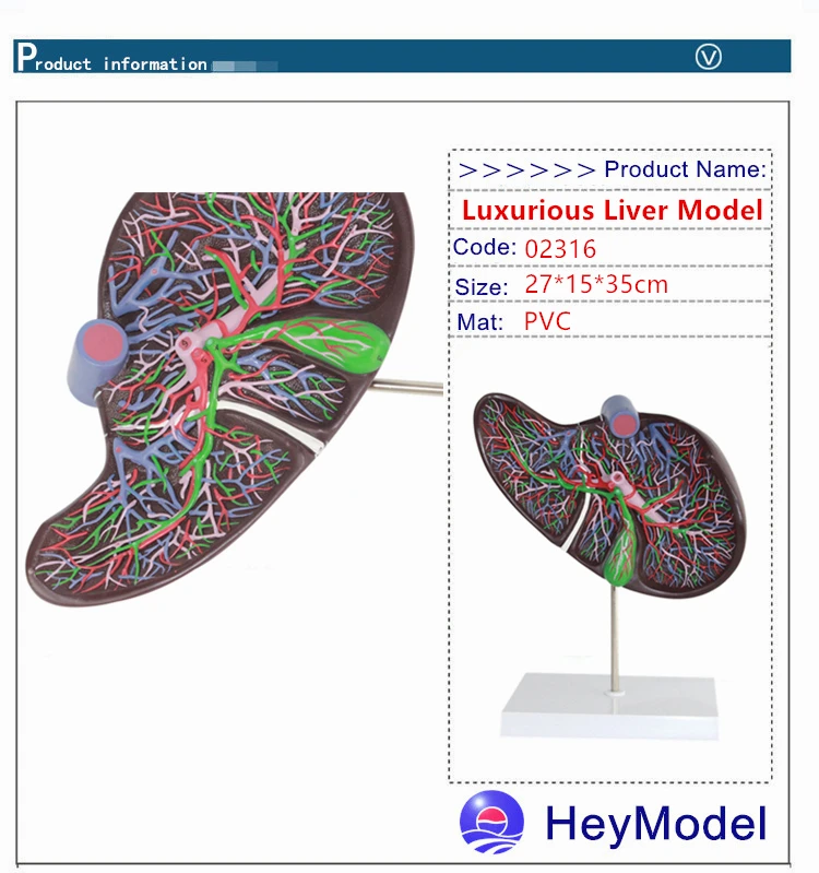 Heymodel печени человека модель гепатобилиарной модель печени печеночной распределения желчных протоков распределения печеночной желчного пузыря