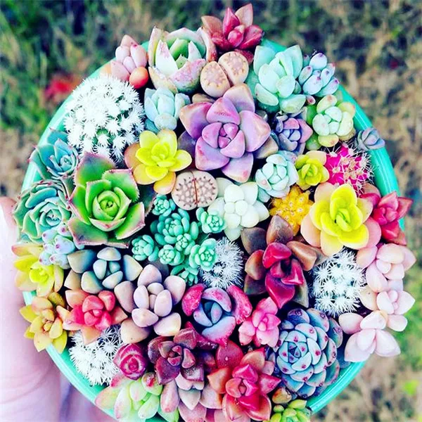 2000 Rare Mix Lithops flores Living Stones Succulent Cactus Organic Garden Bulk plante,bonsai plantas for indoor succulent plant 2000 Rare Mix Lithops flores Living Stones Succulent Cactus Organic Garden Bulk plante,bonsai plantas for indoor succulent plant