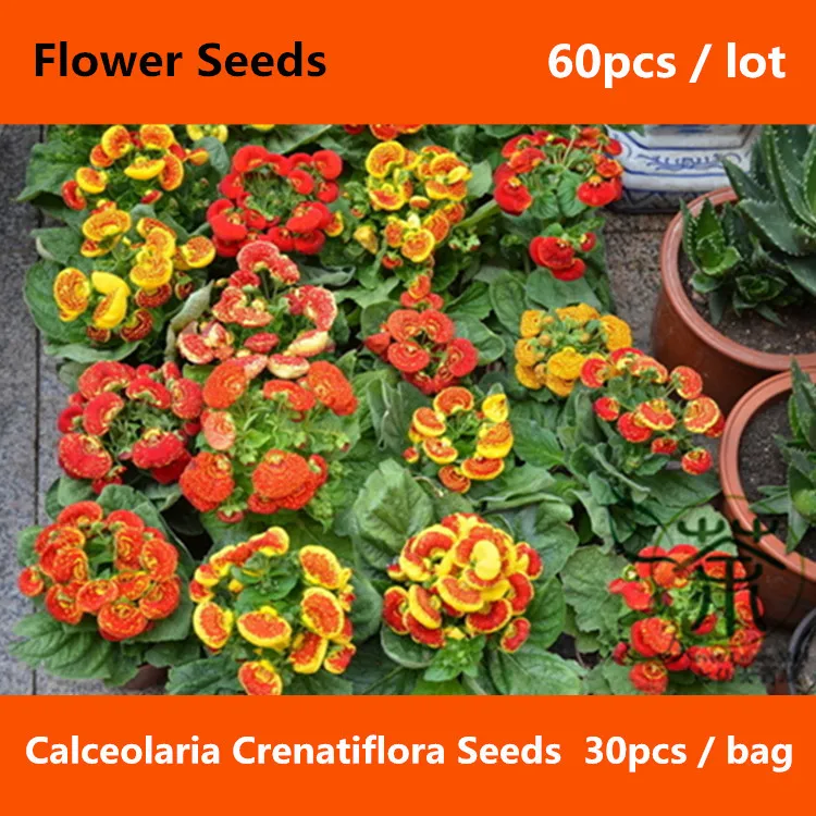 Pocketbook Plant Calceolaria Crenatiflora Seeds 60pcs, Bright Color