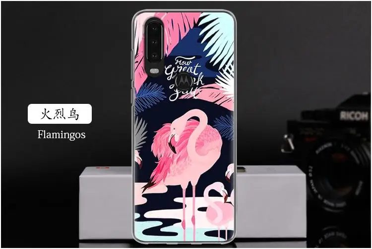 火烈鸟 Flamingos