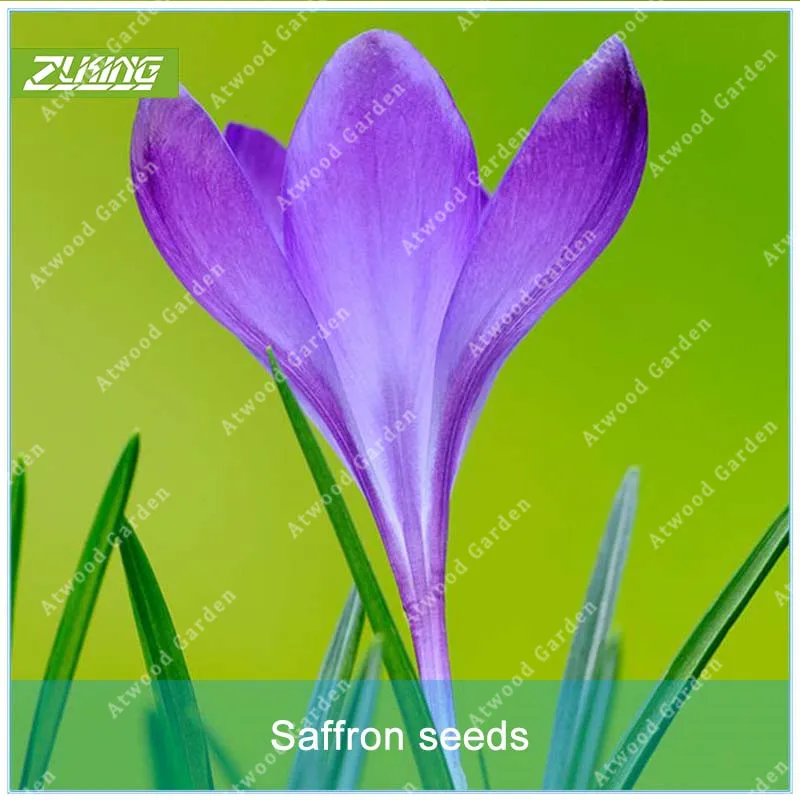 

ZLKING 1 Pcs Purple Chinese Saffron Flower Bulb Not Saffron Bonsai High Germination Rate Rapid Growth For Home Garden