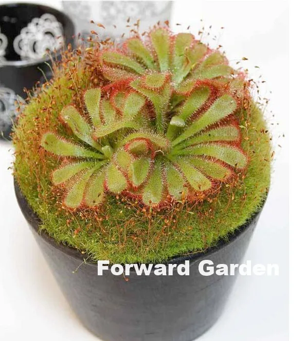 Big Promotion!! 120 Pcs Carnivorous Plants Drosera Peltata Pot Flycatcher Bonsai Sundew Venus Flytrap Table Garden Succulent