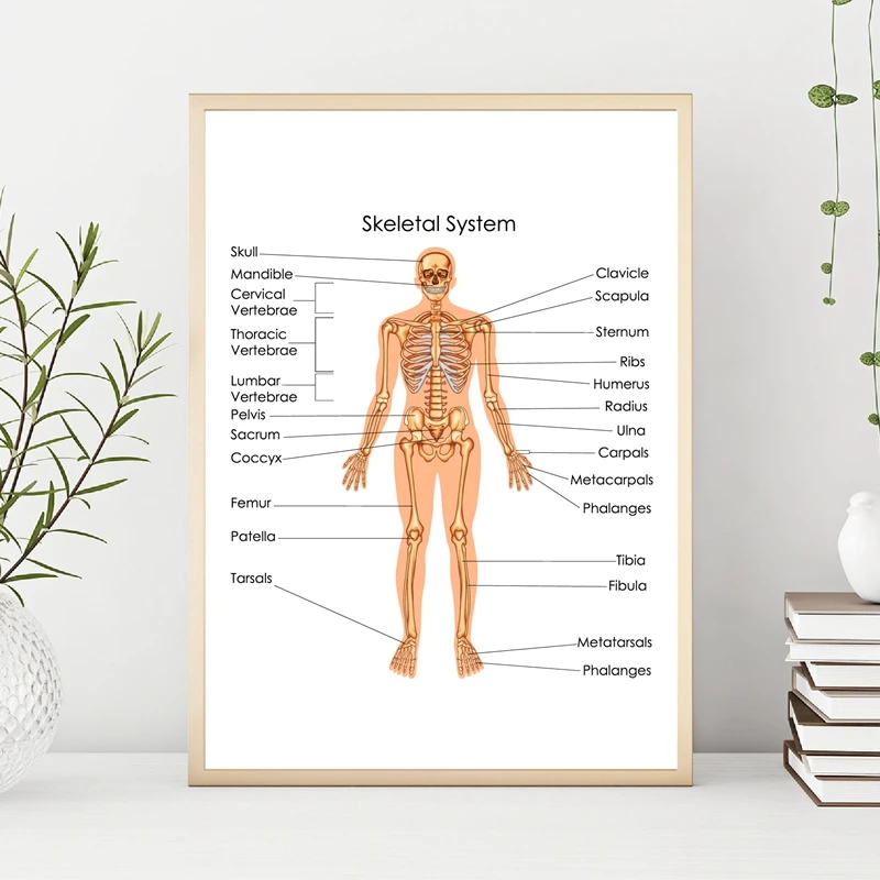 Chart of Biology for Skeletal System Wall Print