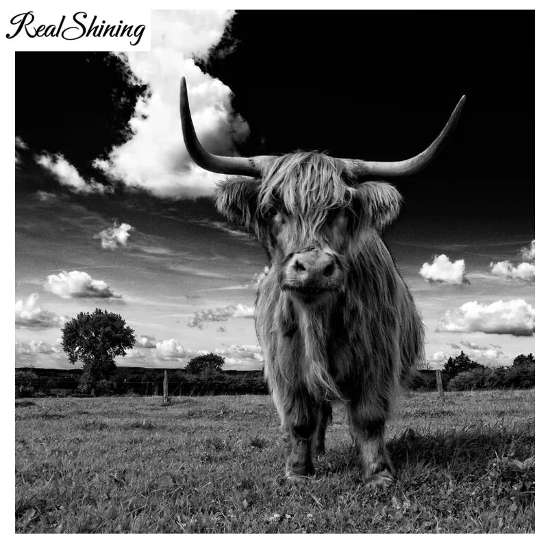 scottish highland cattle 999