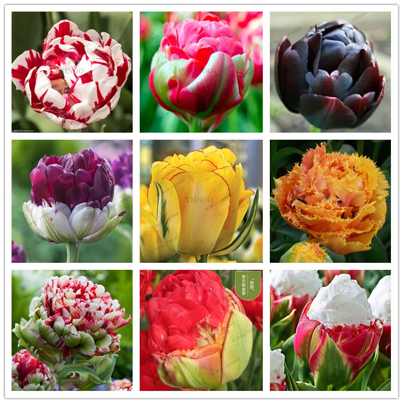 5 шт. тюльпаны двойной луковицы(не тюльпаны Флорес) Цветочные луковицы карликового дерева тюльпаны луковицы корень tulipanes садовое растение для сада
