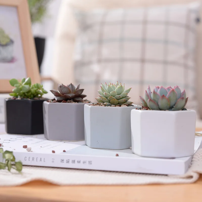 Набор из 4 матовых декоративных шестигранных цветочных Горшков|flower pot|plant potbonsai