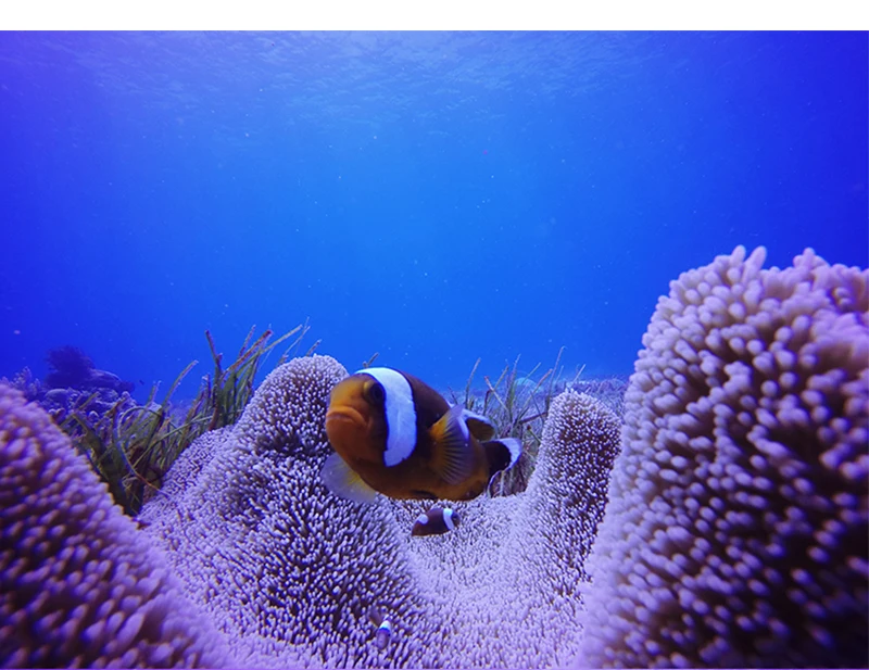 YC10235-gopro5_08