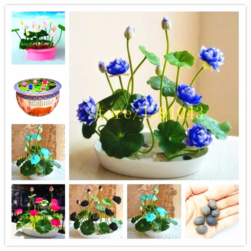 lotus seeds, lotus water lily seeds, water lily flower, 5 particle / pack Bowl lotus Aquatic Plants for home decoration