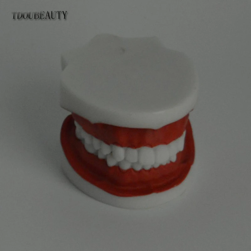 TDOUBEAUTY Adult Dental Teeth Model And Toothbrush With Removable High-Grade Teeth Teaching Model ( - 32822292996