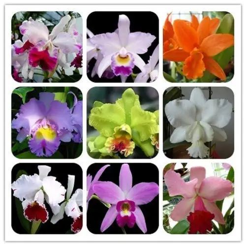 

30 Orchids Cattleya Hybrida Flower, Famous Flowers Orchids .