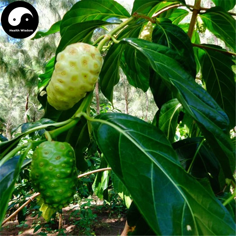 

Buy Noni Fruit Semente 50pcs Plant Morinda Citrifolia For Fruit Nhan Nuo Li