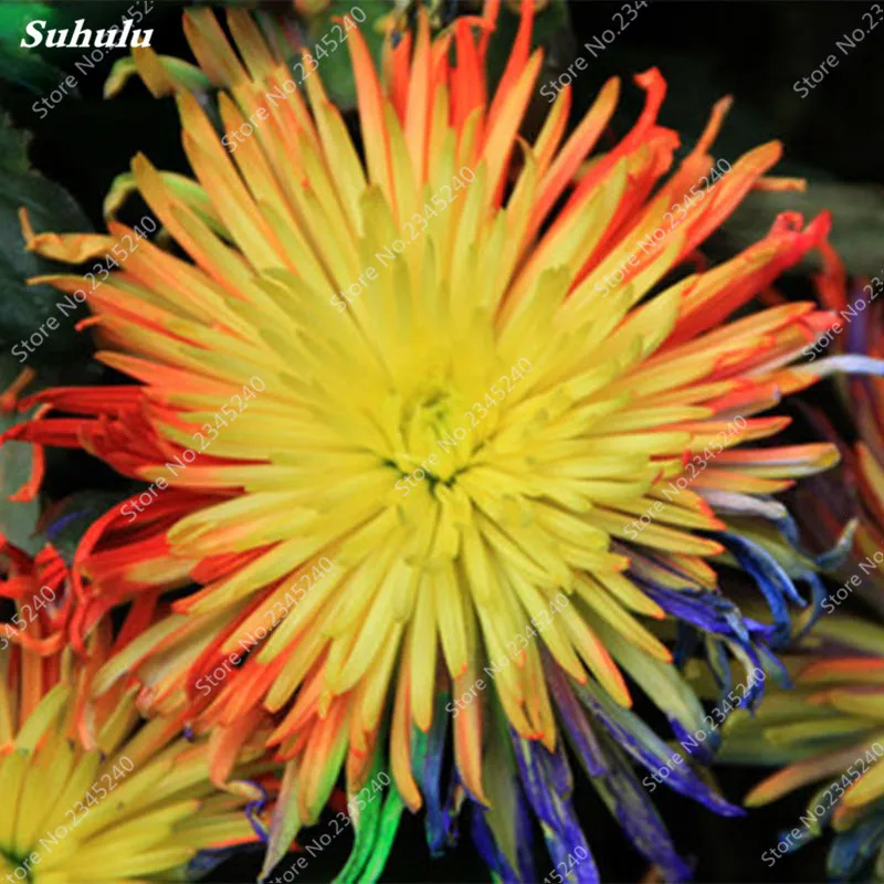 100 Pcs Bag Bonsai Chrysanthemum Tropical Ornaments Rainbow Blooming