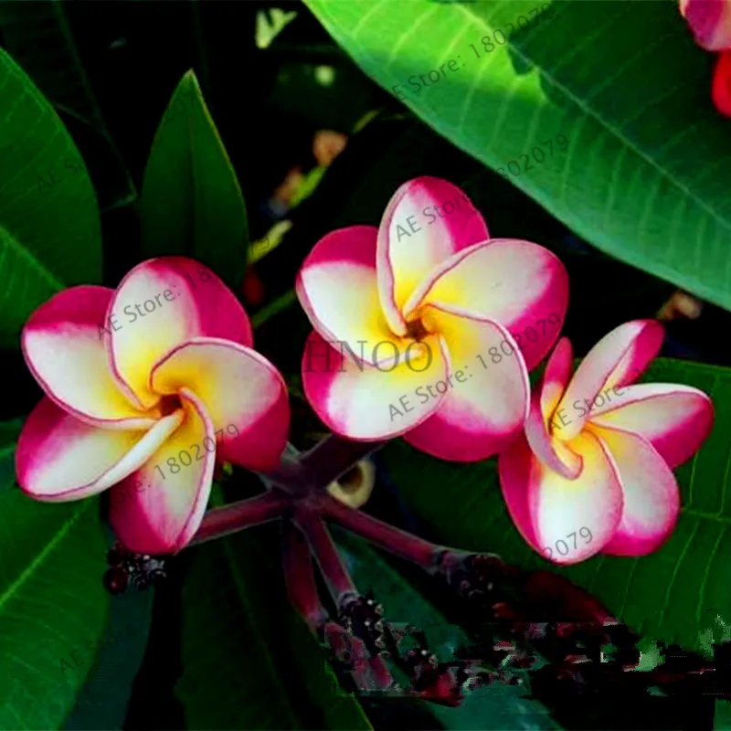 20 шт./пакет разные цвета Frangipani Плюмерия красная Цветок flores, многолетнее растение бонсай растения для дома и садовое насаждение - Цвет: 14