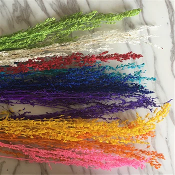 

5 g / dry flower bouquet Spindle pear bouquet wedding decoration DIY decorative flower scraps