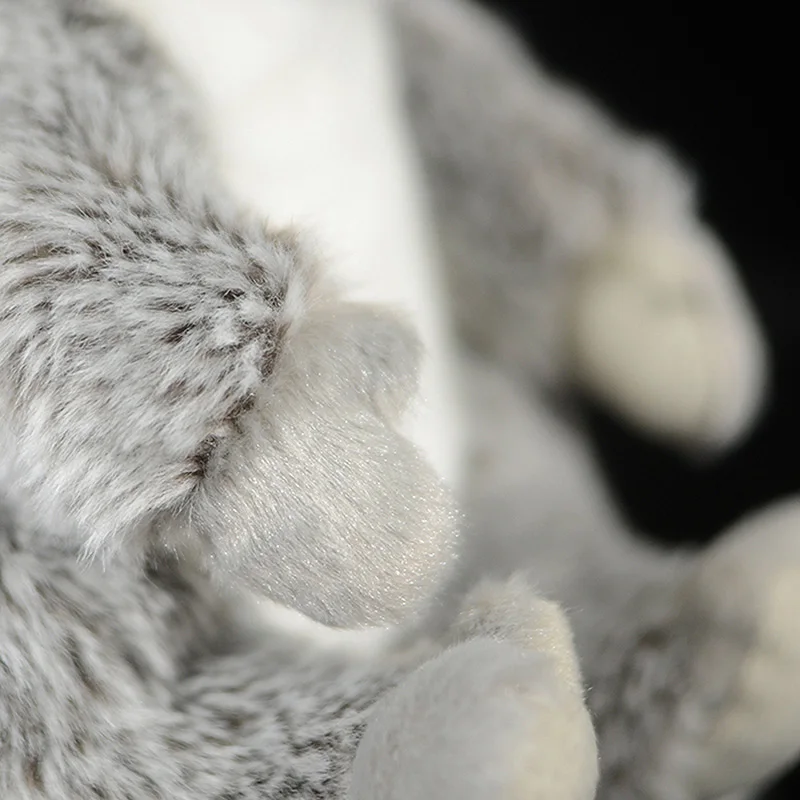 Милый коала медведь Australia fe Австралия мягкая фигурка моделирование прекрасная кукла настоящая жизнь плюшевые животные игрушка детский подарок коллекция