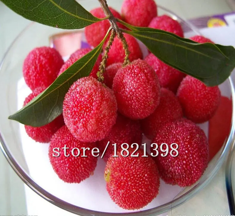 Китайская клубника восковница. Янгмей китайская земляника. Личи драконий глаз. Китайские ягоды. Семена арбутус, земляничное дерево.