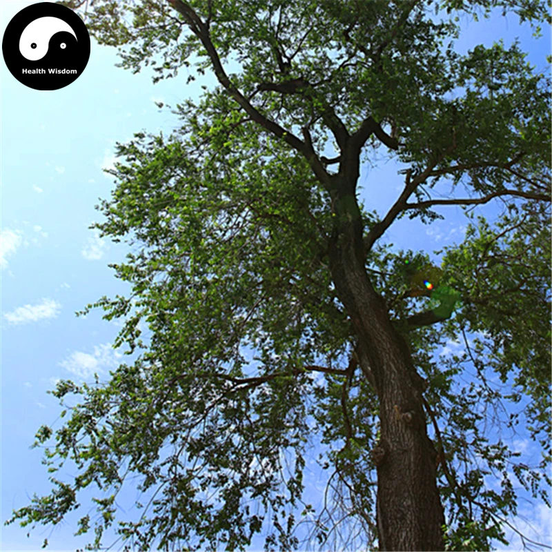 

Buy White Elm Tree Semente 100pcs Plant Ulmus Pumila For Chinese Elm Yu Shu