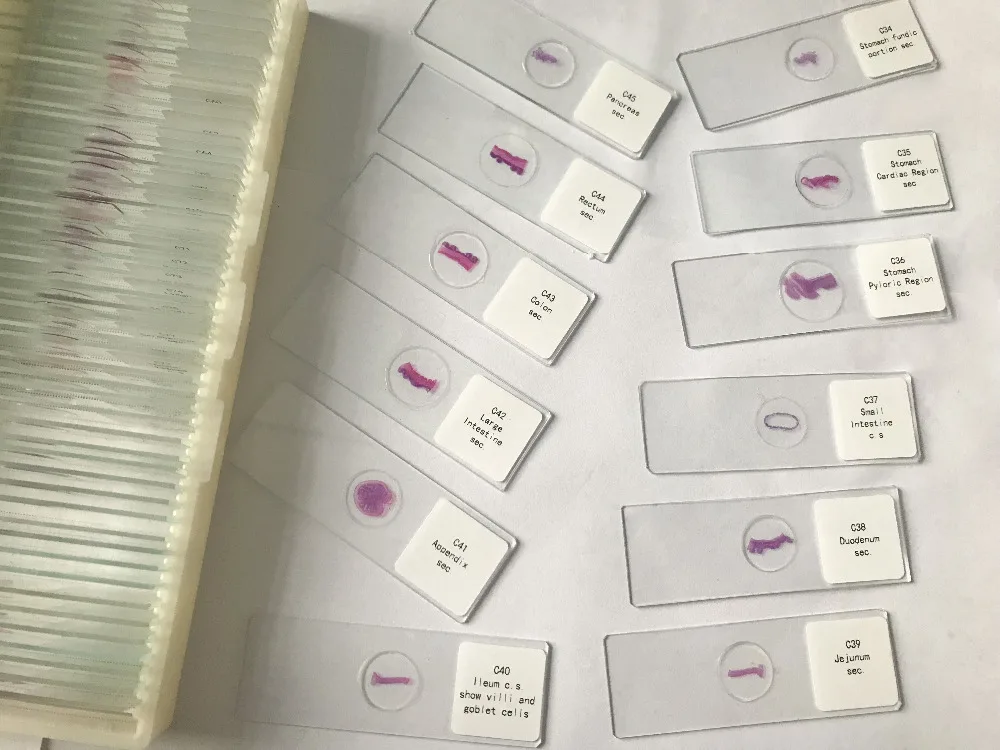 histology prepared slides (4)