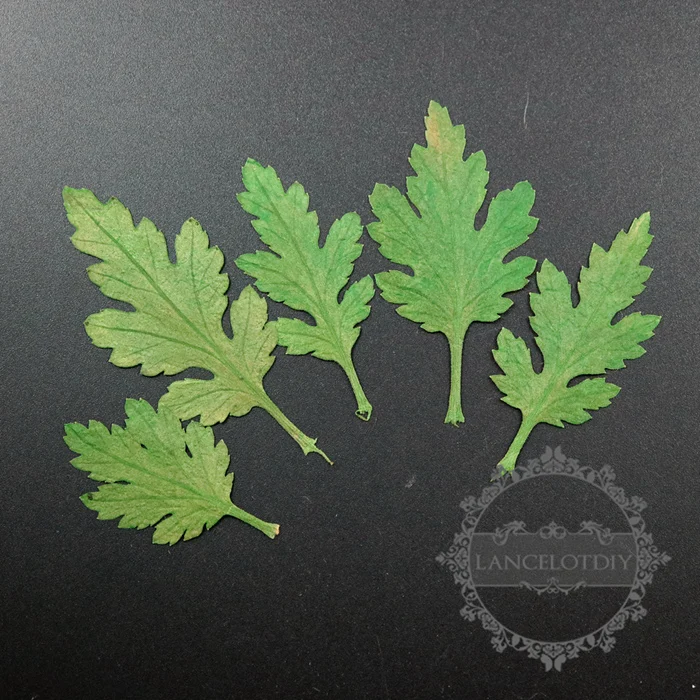 Ditekan Bunga Krisan Daun Diy Kering Untuk Kaca Dome Resin 12 Pcs