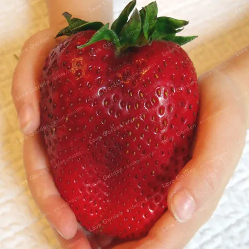 

Bonsai fruit Giant Strawberry Bonsai Fruit Organic Heirloom garden decoration plant 100pcs