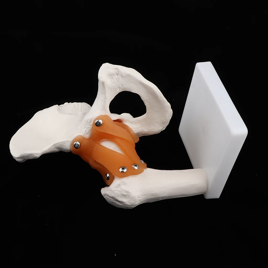 1:1 Lifesize Anatomical Human Hip Joint with Femur & Ligament Model - Skeleton Anatomy Lab Supplies School Study Display Kits