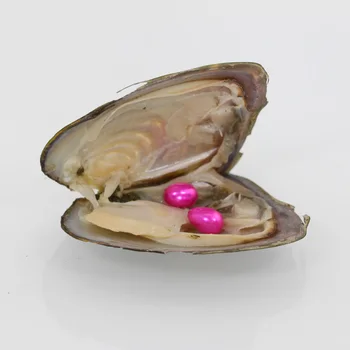 

Mysterious Birthday Gift Surprise Wish freshwater Twins set rice pearl in one Freshwater Oyster Shell AAA Grade FreshWater FO031