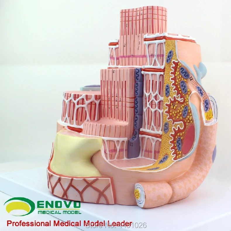 ENOVO Microanatomical модель человеческого скелета мышечные волокна модель MICROanatomymodel