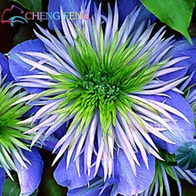 Hot Selling 50pcs/lot Mix Beautiful Clematis Seeds Bonsai Flower Seeds Diy Home Garden Easy Grow Jardin Plant Free Shipping